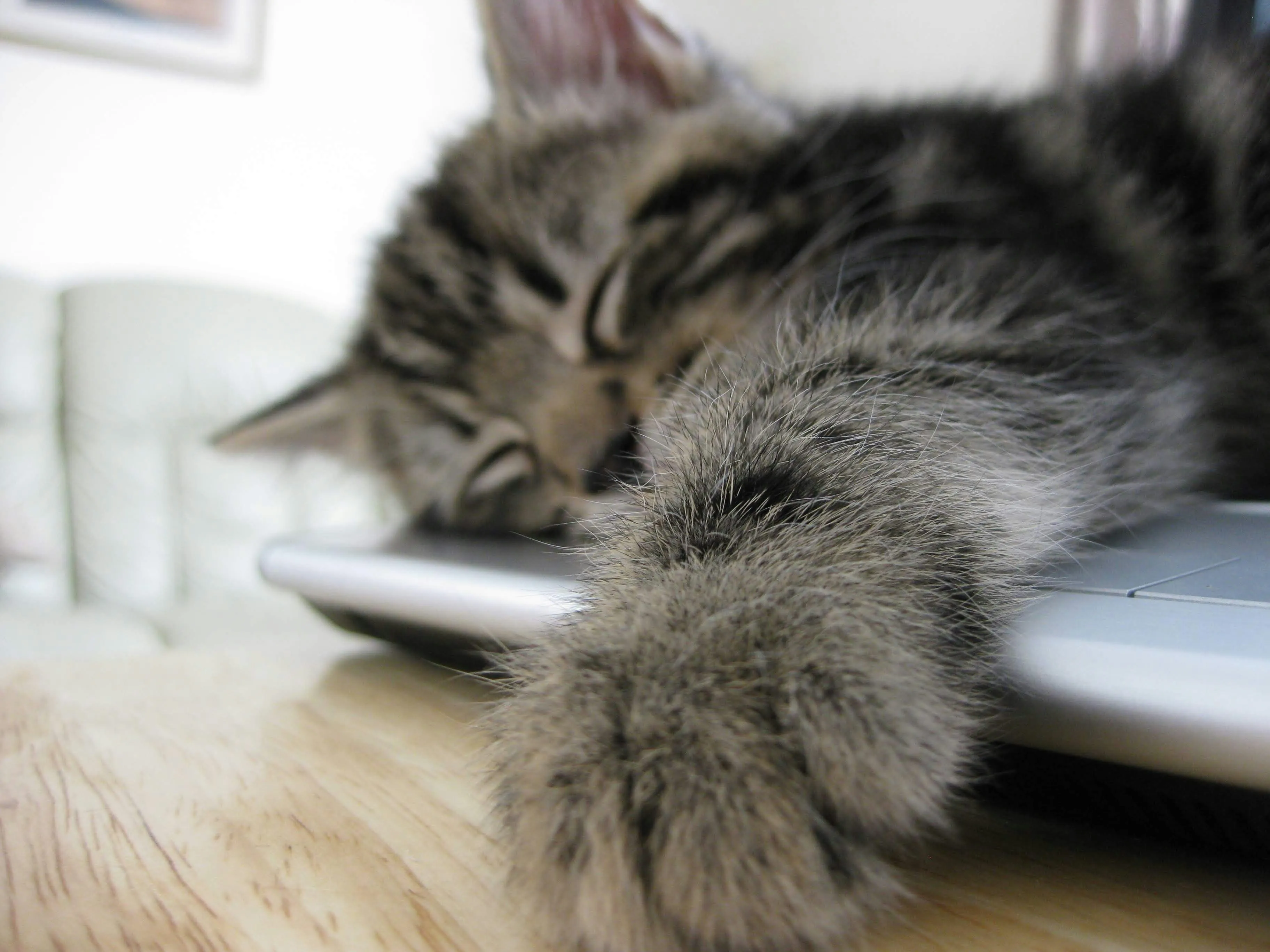 cat sleeping on a laptop